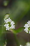 Beaked cornsalad